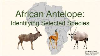 Identifying common African antelope