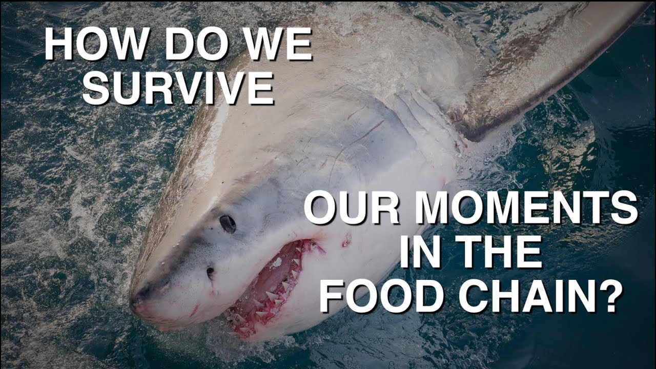 shark video cape cod How Do We Survive Our Moments in the Food Chain?