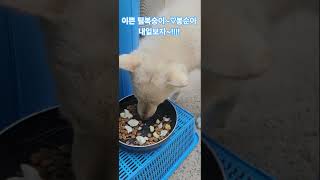 우리 회사 댕댕이 #봉순 #퇴근 #김해 #대동수산 #구독 #좋아요 #사랑입니다