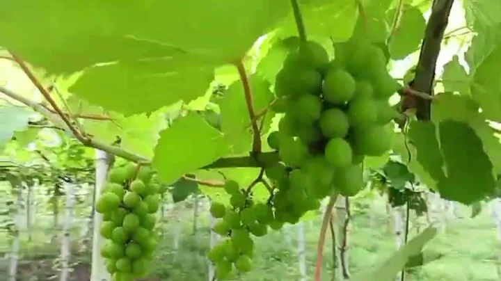 Our humble vineyard 🤗 To God be the glory!