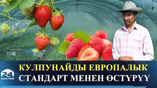 Кулпунайды жаңы ыкмада өстүрүү