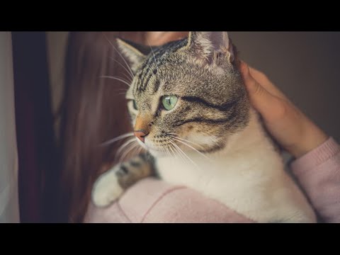 Video: Quanto Costa Mantenere Un Gatto?