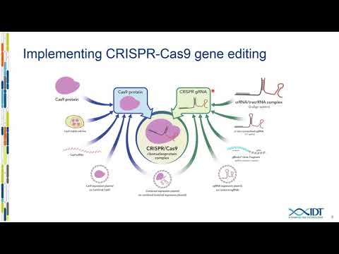 Video: Schnelle Erzeugung Und Auswahl Von Cas9-Engineering TRP53 R172P-Mäusen, Die Keine Off-Target-Effekte Haben