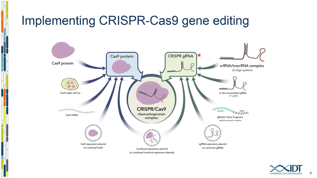 Biochemists discover cause of genome editing failures with hyped CRISPR system