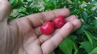 Harvesting Cherry  Fruit #Shorts