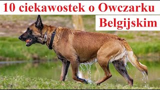10 ciekawostek o Owczarkach Belgijskich