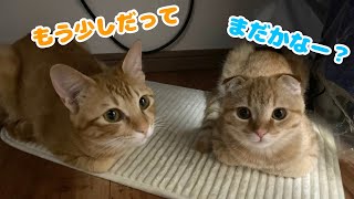 飼い主を待ってる子猫達がこうなってましたwww