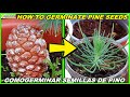 🌲Como GERMINAR SEMILLAS de PINO fácilmente🌲How to GERMINATE PINE SEEDS easily | Jardinería Gardening