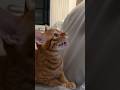 我一直以為，跟貓咪玩雷射筆是因為彼此好玩；但阿湯（林燒湯）是很認真的想吃掉它啊….🫤#恐怖的橘貓