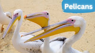 Pelicans: Graceful Wings by Lord of Animals 409 views 8 months ago 2 minutes, 52 seconds