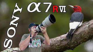 Sony A7RVI Red-Headed Woodpecker Bird Photography 200-600mm Lens! Sony A7RVI Red-Headed Woodpecker Bird Photography 200-600mm Lens!