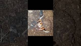 Predadores em Ação #snake #spider #eagle