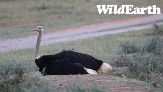 WildEarth - Sunset Safari - 23 Nov 2022