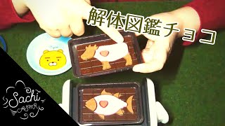 ASMR 解体図鑑チョコを開封