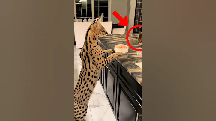 Video 9472391: wild savannah cat serval, african serval savannah cat, domestic cat african serval, serval mix, exotic