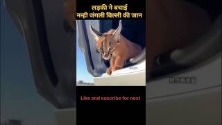 A girl rescued a tiny wild kitten | 😀 #shorts #animals