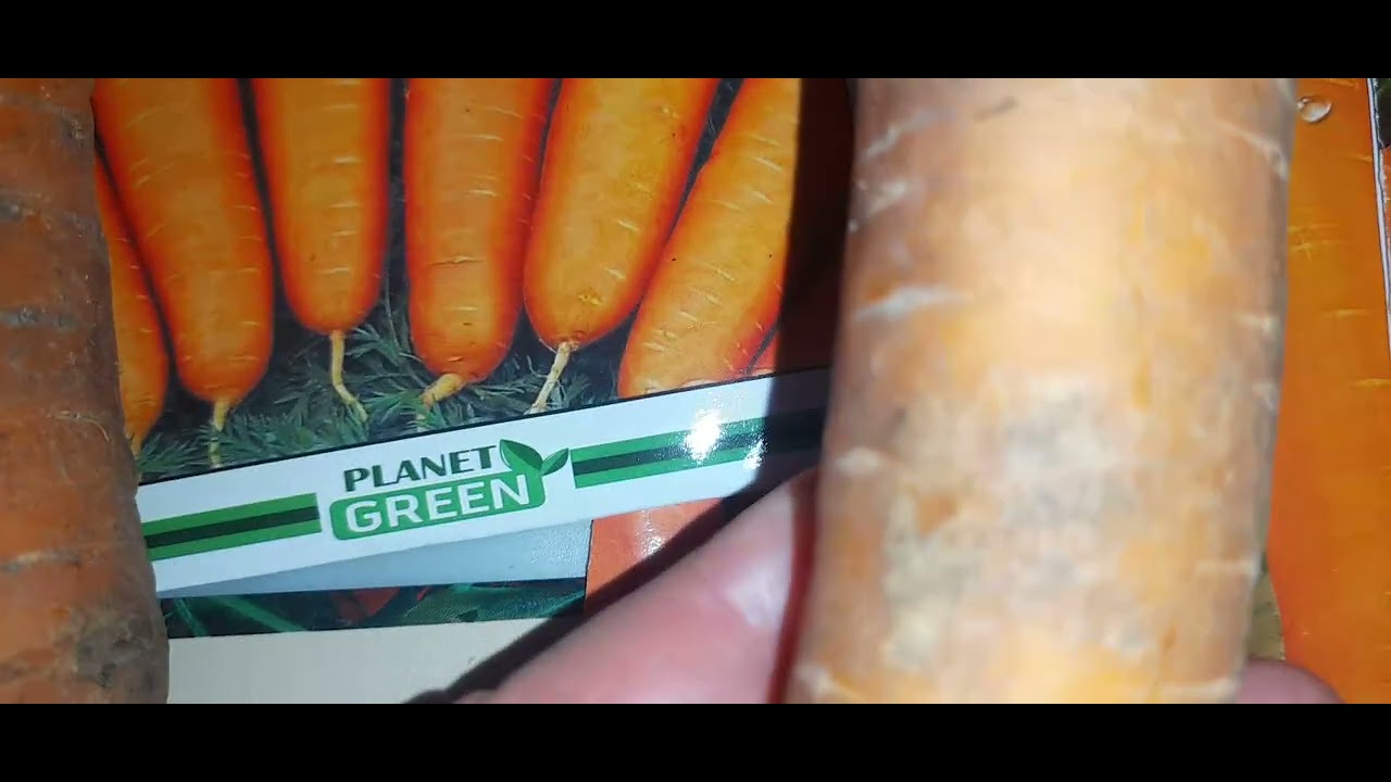 Обираю найкращі сорти моркви: солодка, довга, оранжева, велика і смачна