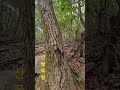 목청을소개합니다 산삼보다귀하다는목청입니다#목청#산삼#꿀#