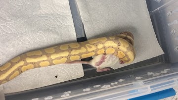 Banana Ball Python *Live Feeding*