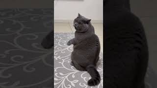"kucing menari k-pop" #kucing #menari #korea