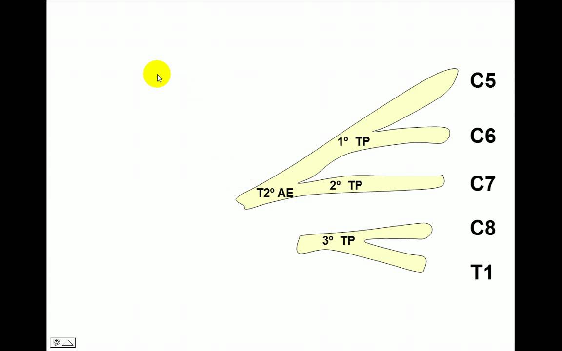 PEXO BRAQUIAL 1 CONSTITUCION