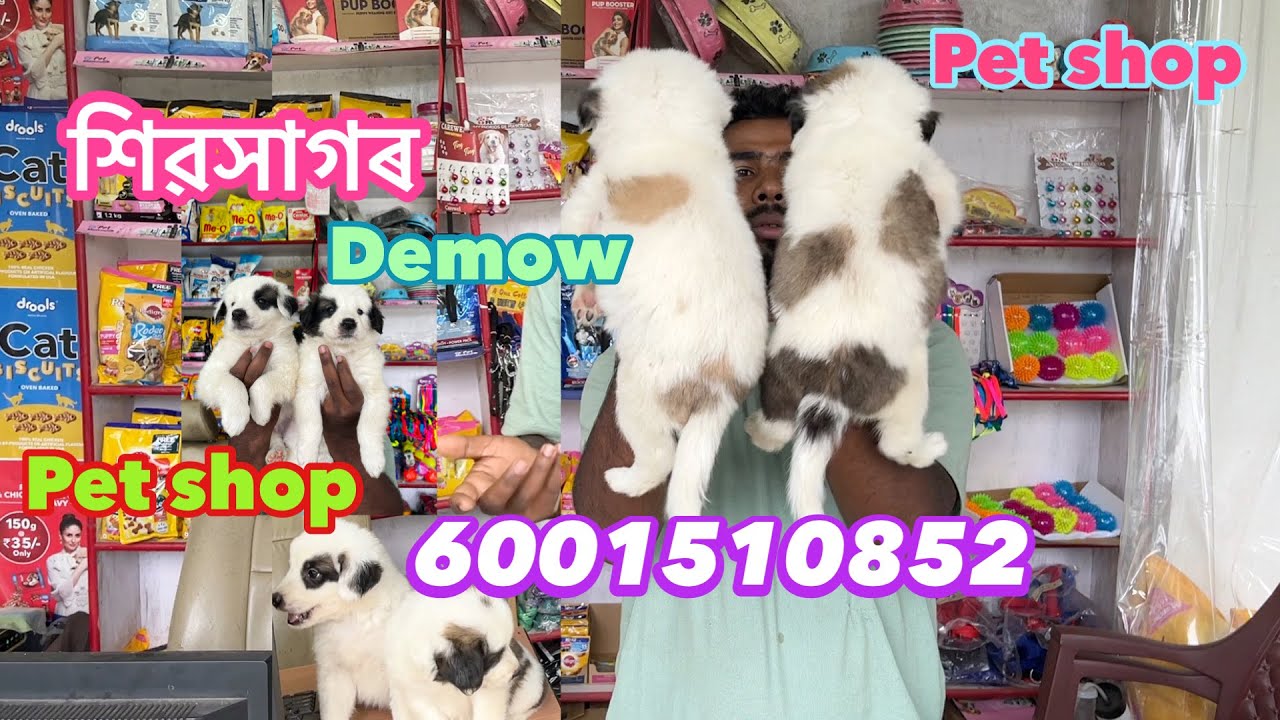 Assam dog shop puppy 6001510852 Sivasagar All Assam delivery YouTube