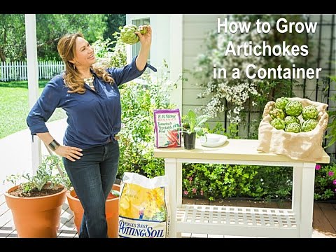 Video: Growing Green Globe kronärtskockor – hur man planterar Green Globe kronärtskockor