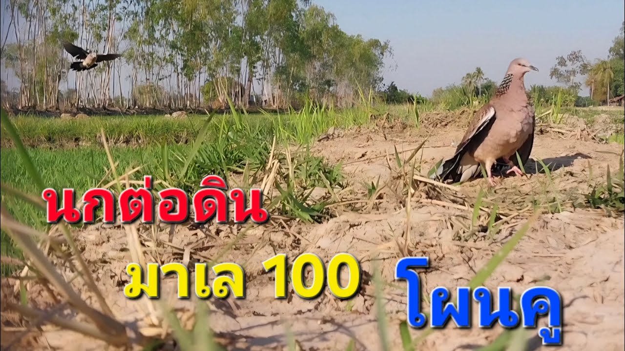 #นกต่อดิน มาเล100 #โผนคู หมายจังหวัดศรีสะเกษ #นกเขาใหญ่ 