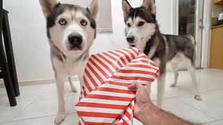 Dad Tries To Steal His Son's Christmas Gift.. by Gohan The Husky 15,180 views 3 months ago 5 minutes, 24 seconds