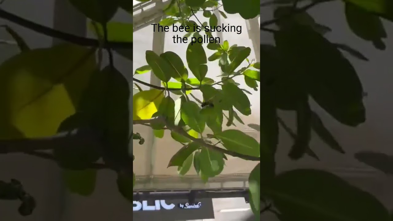 The bee is sucking th pollen even though the wind is so big