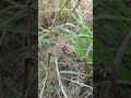 Con Ông Mật và Hoa mini, MacroTiNi 00 #zve10m2 #sony #macro