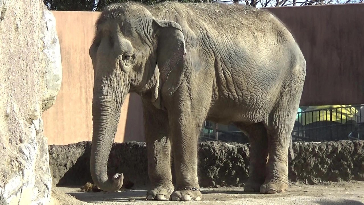 ゾウさんが可愛い❤ Cute Asian elephant #432 【Cute animal videos