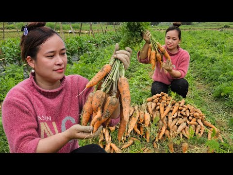 Harvesting Carrot Garden Goes to market sell - Vegetable Gardening - Lý Thị Ca
