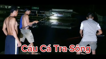 Câu cá tra sông mùa nước lũ quá trời vui luôn