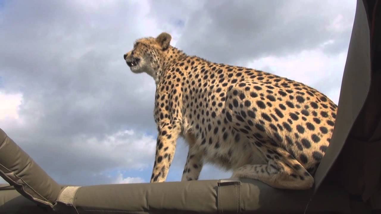 Malaika, famous cheetah climbing on our car YouTube