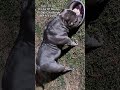 #BlueBerry 10 Lbs Of Muscle In 30 Days Challenge #qbnkennel #dogmuscle