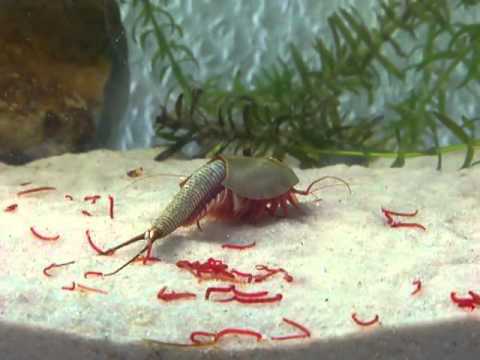 Triops Longicaudatus eating bloodworms