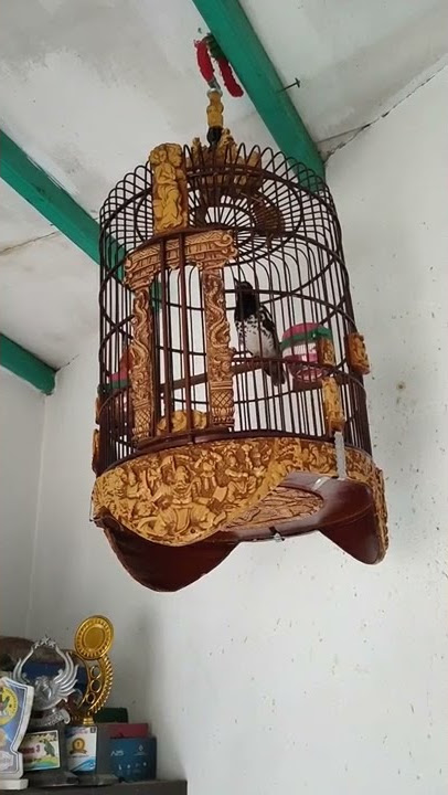 suara siulan anis kembang betina ngecis ngecir