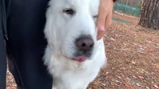 あけましておめでとうございます greatpyrenees グレートピレニーズ