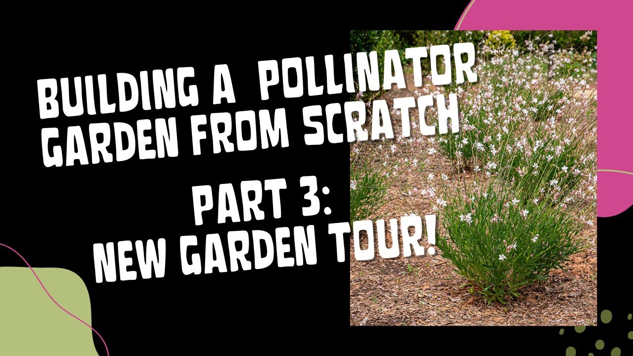 Pollinator Garden from Scratch Part 3