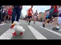 Wrinkle the duck runs nyc marathon again and gets a medal