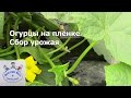 Огурцы на плёнке. Сбор урожая.