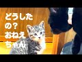 【ついに！怖い先輩猫の態度に変化が】@taipi 【切り抜き】