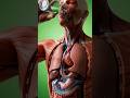 Water’s Journey Through Your Organs | 3D Medical animation #science #facts #biology #water