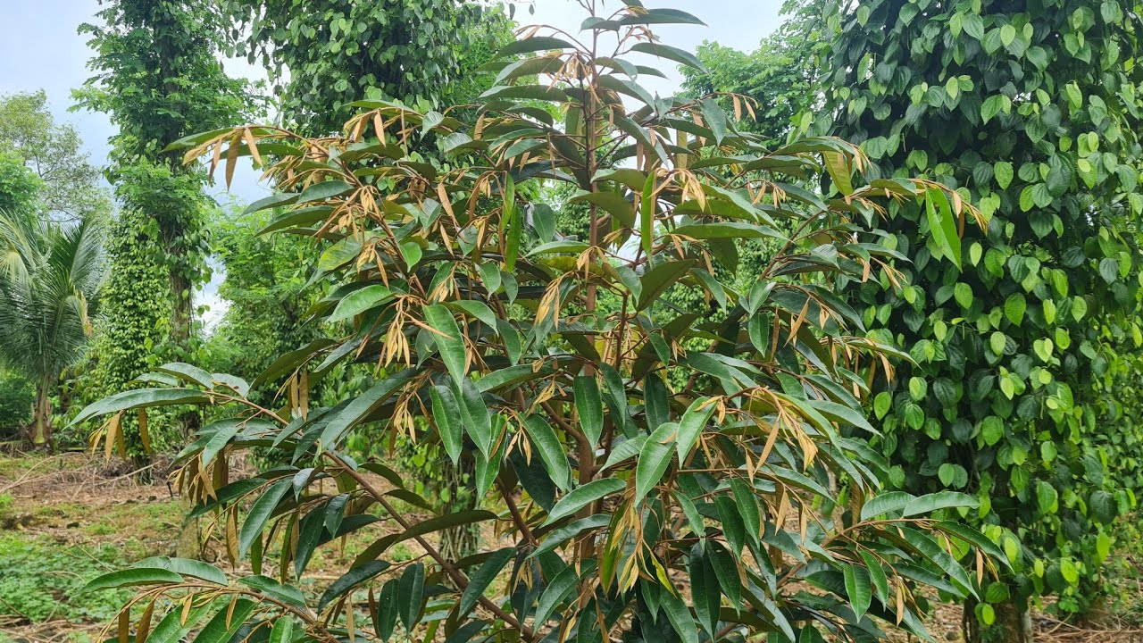 Tập 22: Sầu riêng tròn 14 tháng phân bón, dưỡng lá, sâu rầy phát huy tác dụng tốt | Về vườn.