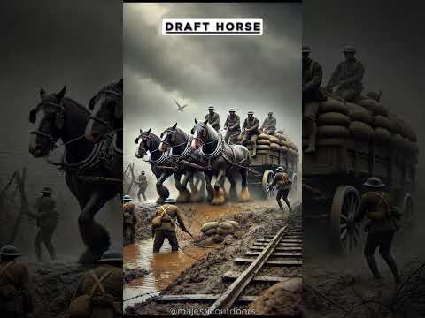 From Battlefields to