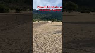 La mora de lolo vs el rosillo de los Policias