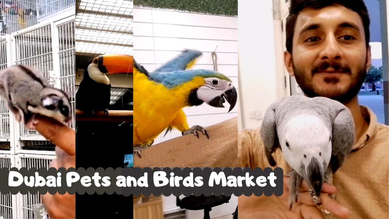 New Dubai Pets and Birds Market Famous in Dubai Best in UAE