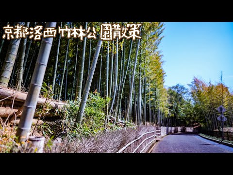 【京都自由行】京都洛西竹林公園散策 SONY FX3 - Kyoto Walking VLOG