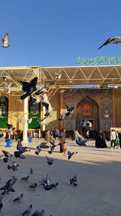 حتی طيور يحبك كثير يا علي ع ❤️❤️❤️❤️❤️❤️❤️ #العتبة_العلوية_المقدسة #religion #shortvideo #عراق #علي